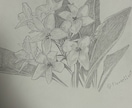 鉛筆でご依頼されたお花の絵を描きます 素人の模写作品です。本気で描かせていただきます。 イメージ9
