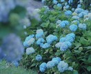 素材としての写真をご提供いたします 四季や風景の素材を探している方にぴったりな写真です。 イメージ2