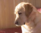 ペットの気持ちをお伝えいたします 飼い主様とペットさんの間に入って通訳いたします イメージ1