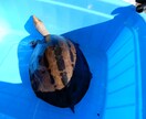 カメ（世界のカメ）のことなんでも相談のります 世界中のカメを飼育してきた私に飼育していてもこれからの方も イメージ4