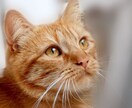 あなた専属のカウンセラーになります 1ヶ月間24時間いつでも対応 困ったら【たくみカウンセラー】 イメージ1
