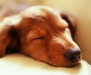 ペットロス。あなたの心を癒します 愛犬を8回亡くした私が貴方のペットロスの気持ちに寄り添います イメージ9