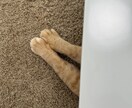 愛玩動物看護師がペットのお悩みをチャットで聞きます 動物病院の看護師にペットのこと、ちょっと話してみませんか？ イメージ2
