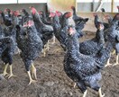 平飼い養鶏のご相談にのります プロの養鶏家がお答えます!飼い方、産卵箱、平飼い養鶏開業 イメージ8
