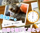 大好きなペットちゃんの説明書（動画）製作します ♪　ペットが好き好き♪　飼い主様のインタビューをもとに作成！ イメージ3