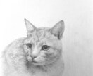 動物・人・静物など、鉛筆画承ります アイコン・ヘッダー、広告・宣伝、挿絵・表紙、Webサイトなど イメージ5
