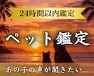 虹の橋のペットからのメッセージを届けます ペット鑑定 |あの子の伝えたかった想いを霊視でお伝えします イメージ1