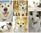 心を込めたペットの似顔絵描きます 大切な家族を色鉛筆で命を吹き込みます イメージ1