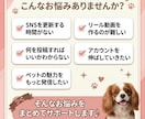 ペット関連のSNS運用を代行します ペット関連事業者様のSNS運用を丁寧にサポートします イメージ2