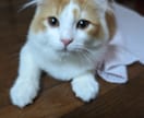 迷子の猫探し保護の仕方教えます 現役の猫探偵、猫ちゃん探し保護の仕方をアドバイス致します。 イメージ1