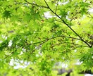 人事歴20年のカウンセラーが、あなたの話を聴きます ｜仕事や退職について 相談、質問、お悩み、どんな話でもＯＫ！ イメージ3