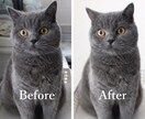 背景のごちゃごちゃ、きれいにします 写真を自然に、すっきり整えます イメージ1