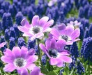おみくじ】今の貴方に必要なメッセージを届けます ~一般的なタロット占いでの鑑定を求めている方へ イメージ1