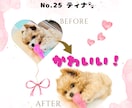 愛犬・愛猫  オリジナルLINEスタンプ作ります お気に入りの写真から世界に一つだけのLINEスタンプに⭐︎ イメージ9