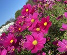 現役植木屋が観葉植物、お花や植栽のアドバイスします 現役で働いてますのでなんでも質問受付てます！ イメージ1