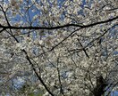 1分からOK!秘密厳守で優しくお話を聴きます お悩み/愚痴/相談/雑談/スッキリあなたに寄り添います楽しく イメージ9