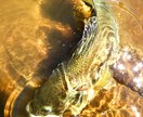 初心者向け、バス釣りの相談を受けます 釣れない理由を一緒に考え、釣れない時間を減らしませんか イメージ1