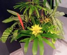 観葉植物を元気に育てる方法を基本からお教えします 育てる喜びを分かち合えたら嬉しいです イメージ1