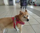 ルーン占い｜今日の流れと愛犬の関係を整えます 愛犬との関係と今日の流れをルーンでやさしく読み解きます イメージ3