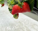 写真に手書きで書きこみをします あなたの素敵な写真に手書き文字で「ひとこと」添えませんか？ イメージ3