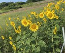 仕事の愚痴や日常的的な内容、恋愛何でも相談のります とにかく話して今を楽しく過ごしましょう！！ イメージ1