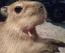 獣医師★珍しいペットの健康・お悩み相談お受けします 犬猫以外の珍しい動物の専門医に気軽にお悩み相談出来る窓口です イメージ10