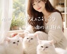 猫のいる癒し処で心の声を迎えにいくお手伝いします ゆるっとtalkや無言の静かな時間から本音でズバッとまで◎ イメージ1
