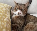 なんでも話し聞きます 普段誰にも話せないことや、悩み事などあれば聞きます。 イメージ2