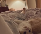 飼い猫さんの気持ちをリーディングします 気になる愛猫の気持ちを教えて！ イメージ3