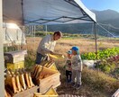 養蜂に挑戦したい！！西洋蜜蜂☆自然養蜂教えます 養蜂の始め方、副業にしたい方、蜜蜂や蜂蜜が好きな方☆ イメージ10