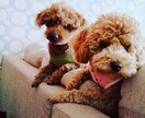 動物の相談ききます 動物愛護歴約八年、猫、犬、ハムスター、爬虫類等 イメージ4