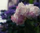 お相手の本音を読み取り、お伝えいたします お相手の気持ちを透視し、恋の悩みを解消するお手伝いをします イメージ9