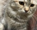 ペットのしつけ相談承ります ペット看護師とペットセラピストの資格あります。 イメージ3
