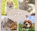 今そばにいる小さな家族の“心の声”読み解きます 【言葉を持たない家族の本音を、“波動”と“心”で紐解きます】 イメージ1