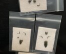 昆虫標本の専門家であなたの標本をさらに輝かせます 昆虫類の標本展足と再構築の専門家です！ イメージ1