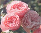 運命開花。あなたの運気をアップする香りを選びます 知らなきゃ損！人生を底上げする貴方だけの「覚醒フレグランス」 イメージ2