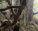 月星座✳︎潜在意識を紐解き軽やかな生き方教えます 鑑定歴15年月星座の欠損を紐解き本来の太陽星座で生きよう！ イメージ8