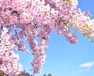 京都の桜観光！を教えます 桜名所が多数の京都、地元民ならではの選りすぐりの名所紹介！ イメージ1