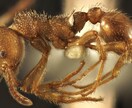 昆虫の深度合成写真を撮影します 高解像度の標本写真が必要な方へ イメージ1