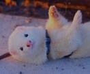 ペットリーディング承ります 大切なペット（亡くなった子も可）の気持ちをお届けいたします！ イメージ2