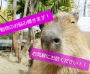 動物に関するお悩み解決します 現役の動物看護師です！！疑問やお悩みをお聞かせください イメージ1