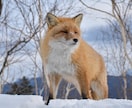 北海道旅行で野生動物に出会うコツを教えますます 北海道在住の動物写真家がご提案！ イメージ2
