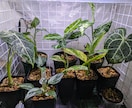 観葉植物に関するお悩み解決します 自宅にて50鉢以上育てている僕がお悩み解決します イメージ1