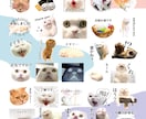 ペット、お子様のお写真でLINEスタンプ作ります 可愛くシュールに！アレンジしてお作りします。 イメージ1