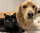 天照式霊視でペットの飼い主様への気持ちを占いします 何を考えているのかは気持ちの波動で繋がる未来へ イメージ5