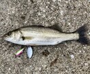 シーバス釣りについてお教えします これから釣りを始めたい、釣りに苦戦してる人へ情報提供します！ イメージ2