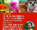 動物年賀状コース♥動植物さんから年賀状が届きます ～お年玉付き・伝言もできる・動植物さんを尊重～ イメージ4