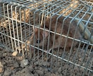 家庭菜園でのネズミの捕獲駆除を教えます 低コストで管理が簡単。餌にポイントがあります。 イメージ1