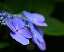 美しい自然の写真提供します 美しい写真で人の興味を惹きませんか。 イメージ5