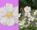 お花のイラストを描きます 記念日にもらったお花や花壇に咲くお花等をイラストにします。 イメージ1